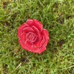 single red rose porcelain
